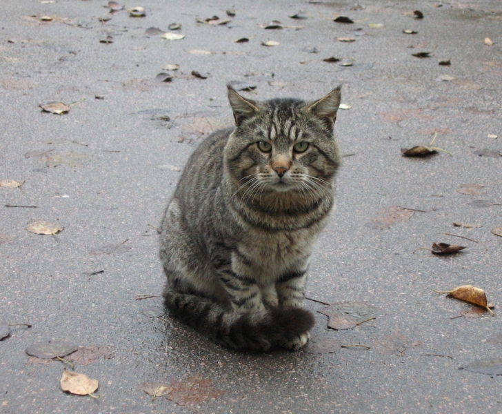 Кошки в нашей жизни. Кошки и все, что с ними связано.