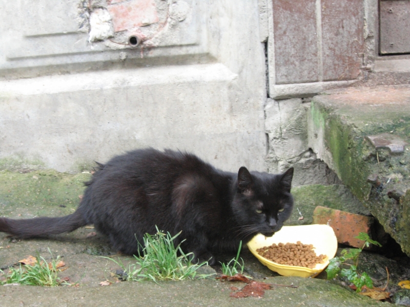 Кошки в нашей жизни. Кошки и все, что с ними связано.