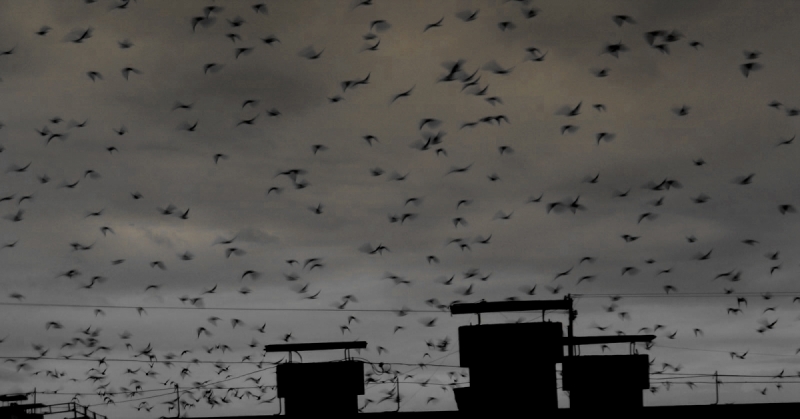 Кошки в нашей жизни. Кошки и все, что с ними связано.