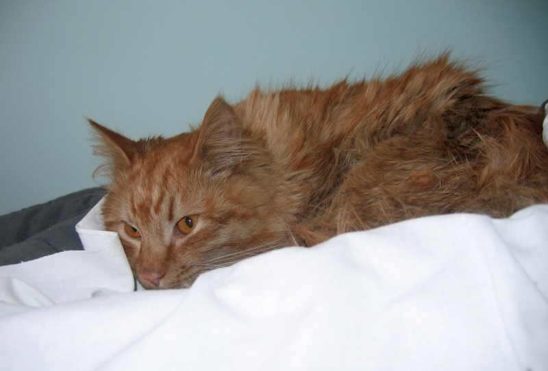 Кошки в нашей жизни. Кошки и все, что с ними связано.