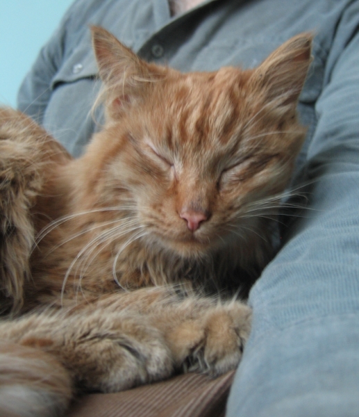 Кошки в нашей жизни. Кошки и все, что с ними связано.