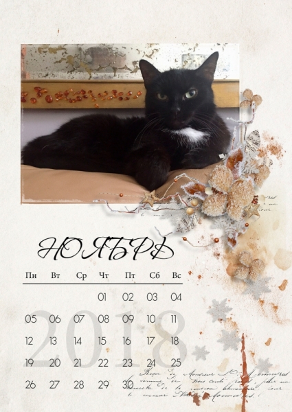 Кошки в нашей жизни. Кошки и все, что с ними связано.