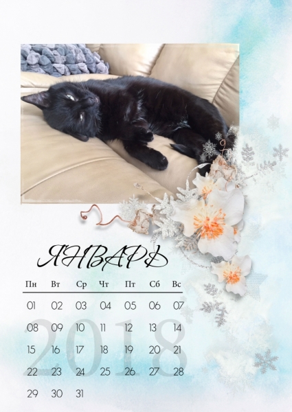 Кошки в нашей жизни. Кошки и все, что с ними связано.