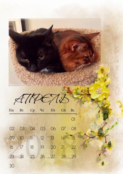 Кошки в нашей жизни. Кошки и все, что с ними связано.