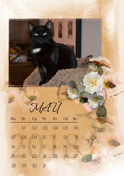 Кошки в нашей жизни. Кошки и все, что с ними связано.