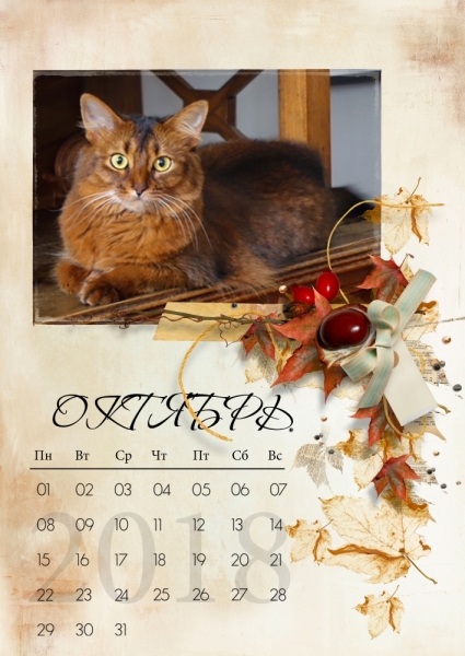 Кошки в нашей жизни. Кошки и все, что с ними связано.