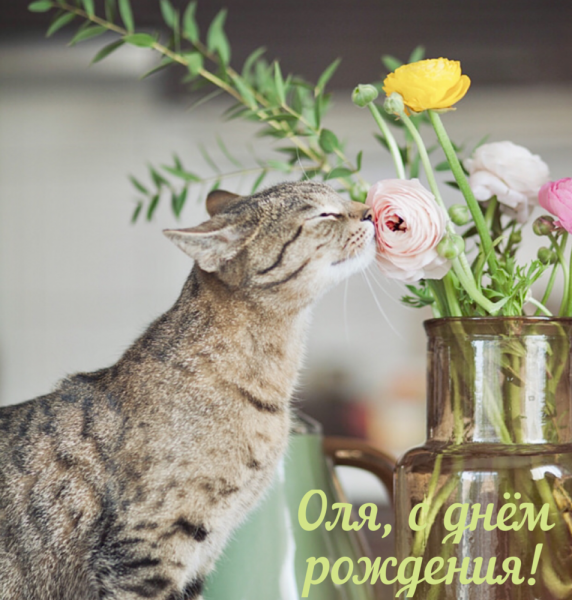 Кошки в нашей жизни. Кошки и все, что с ними связано.