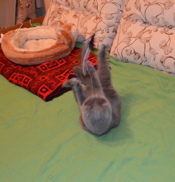 Кошки в нашей жизни. Кошки и все, что с ними связано.