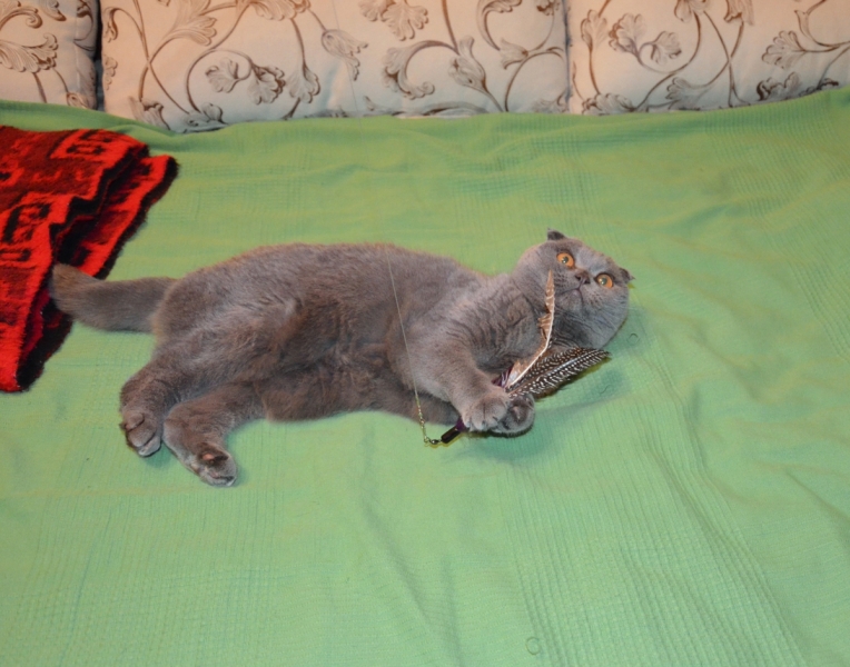 Кошки в нашей жизни. Кошки и все, что с ними связано.