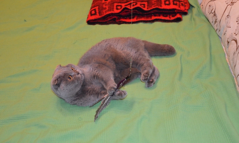 Кошки в нашей жизни. Кошки и все, что с ними связано.