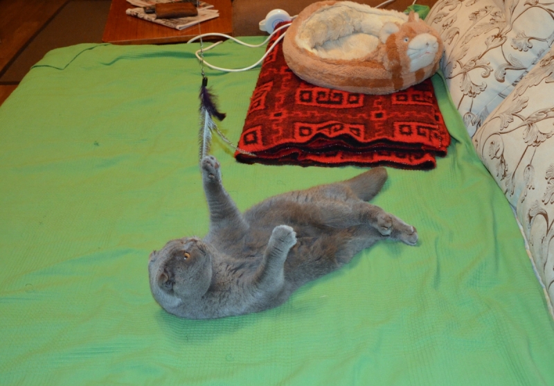 Кошки в нашей жизни. Кошки и все, что с ними связано.