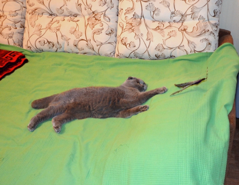 Кошки в нашей жизни. Кошки и все, что с ними связано.