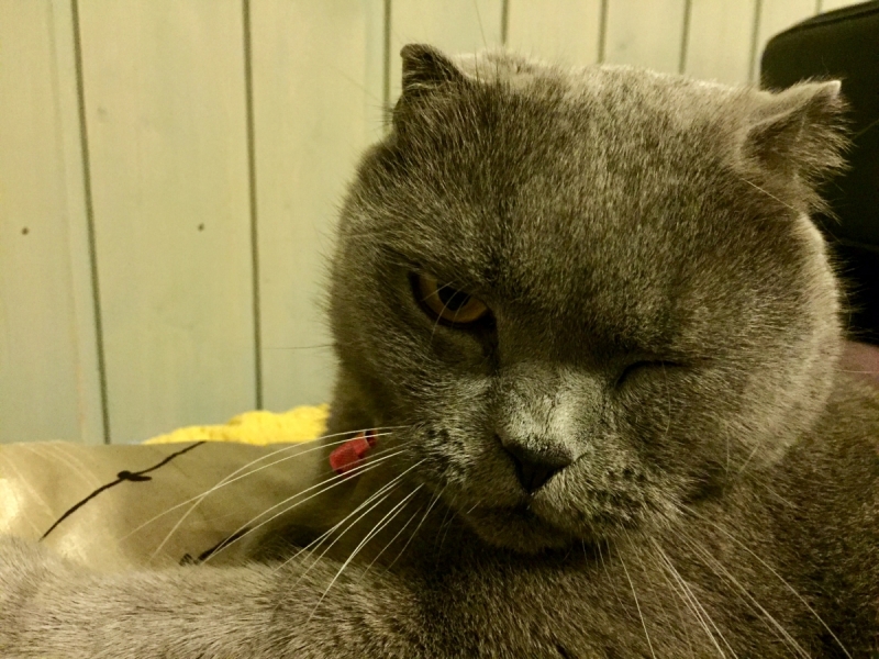 Кошки в нашей жизни. Кошки и все, что с ними связано.