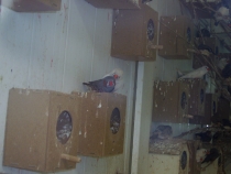 Турецкая фигня, сентябрь 2011.