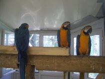 Турецкая фигня, сентябрь 2011.