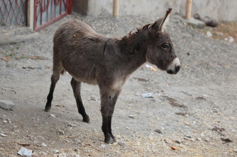 Выходные в Дагестане