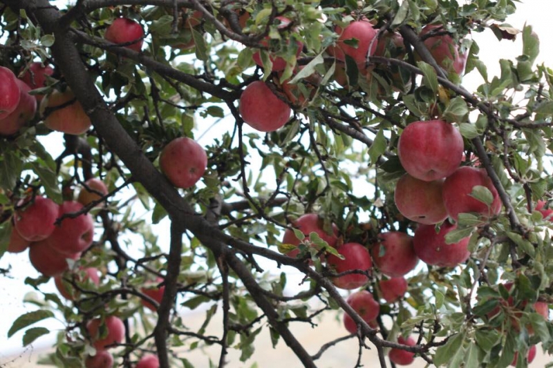 Выходные в Дагестане