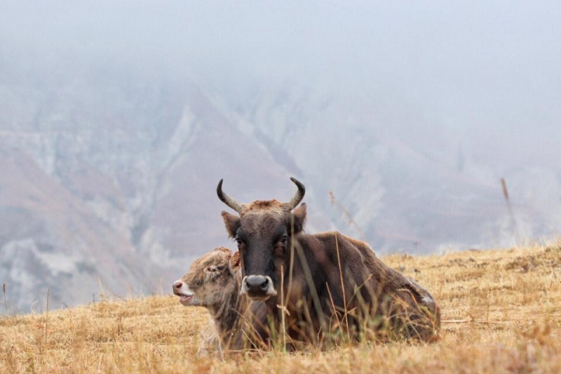 Выходные в Дагестане