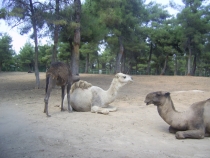 Турецкая фигня, сентябрь 2011.