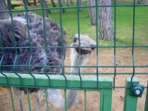 Турецкая фигня, сентябрь 2011.