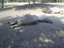 Турецкая фигня, сентябрь 2011.