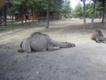 Турецкая фигня, сентябрь 2011.