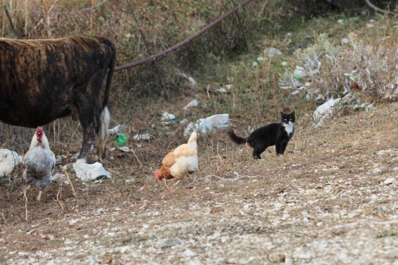 Выходные в Дагестане