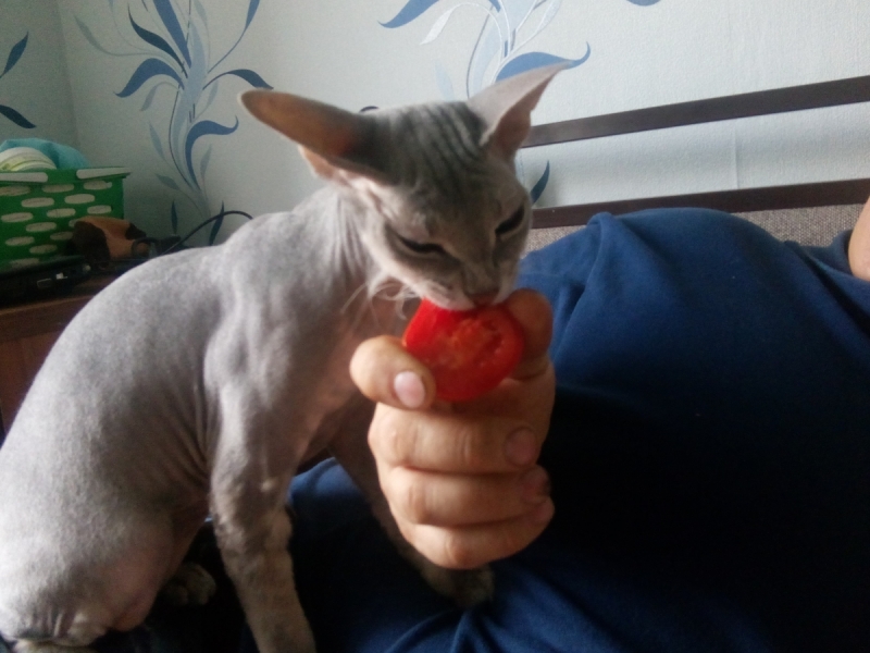 Кошки в нашей жизни. Кошки и все, что с ними связано.