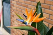 Родина Портвейна, Васко да Гама и Криштиану Роналду