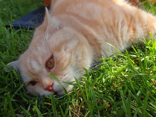 Кошки в нашей жизни. Кошки и все, что с ними связано.