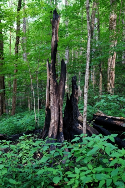 Shenandoah -> Blue Ridge Parkway -> Great Smoky Mountains - слайды и координаты