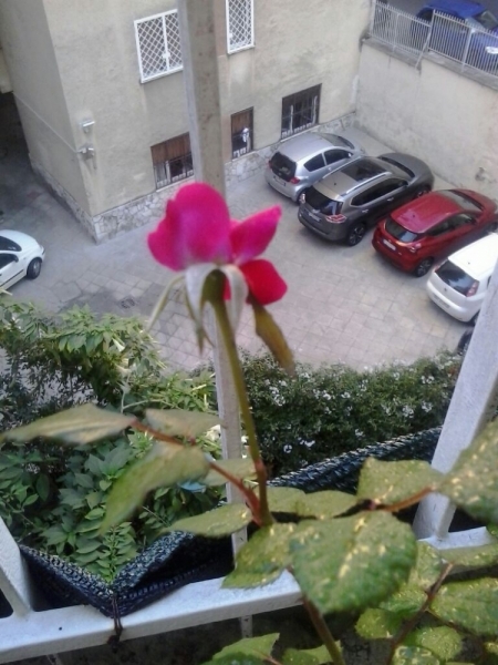 La mia vita. Римские записки, дневник онлайн