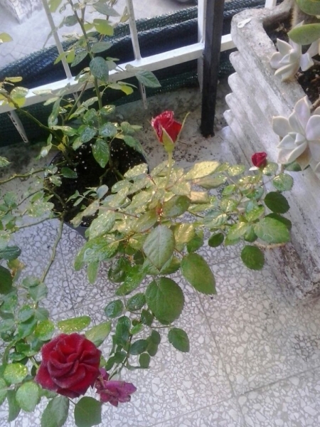 La mia vita. Римские записки, дневник онлайн