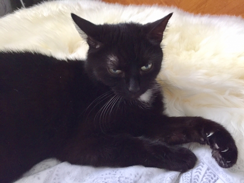 Кошки в нашей жизни. Кошки и все, что с ними связано.