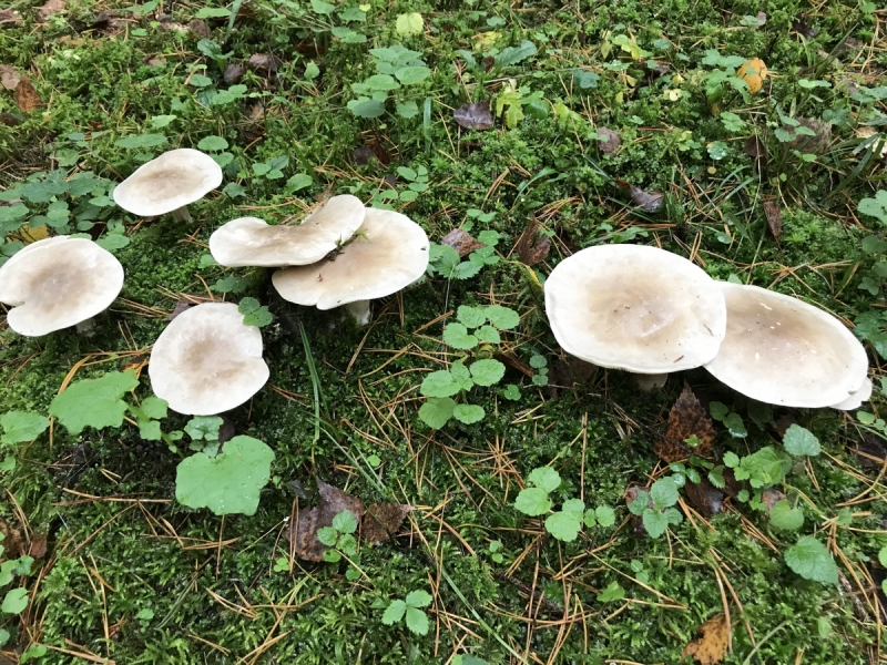 Калининград-Бирштонас-Вильнюс-Рига-Копенгаген: путешествие по южной Балтике.