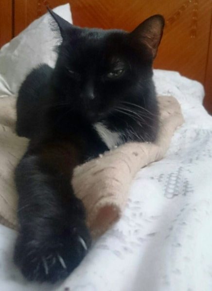 Кошки в нашей жизни. Кошки и все, что с ними связано.