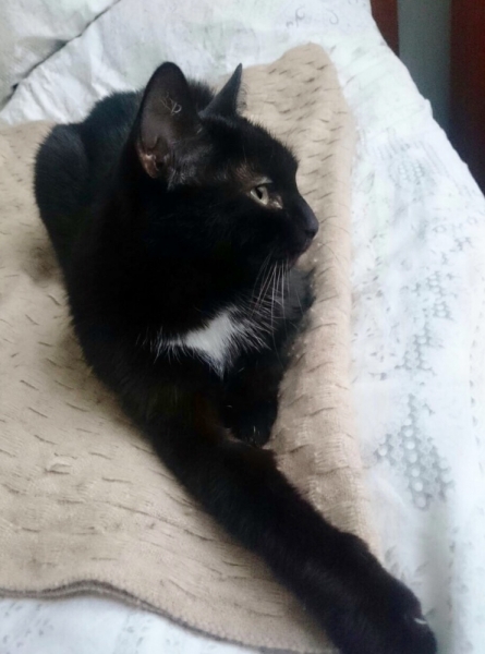 Кошки в нашей жизни. Кошки и все, что с ними связано.