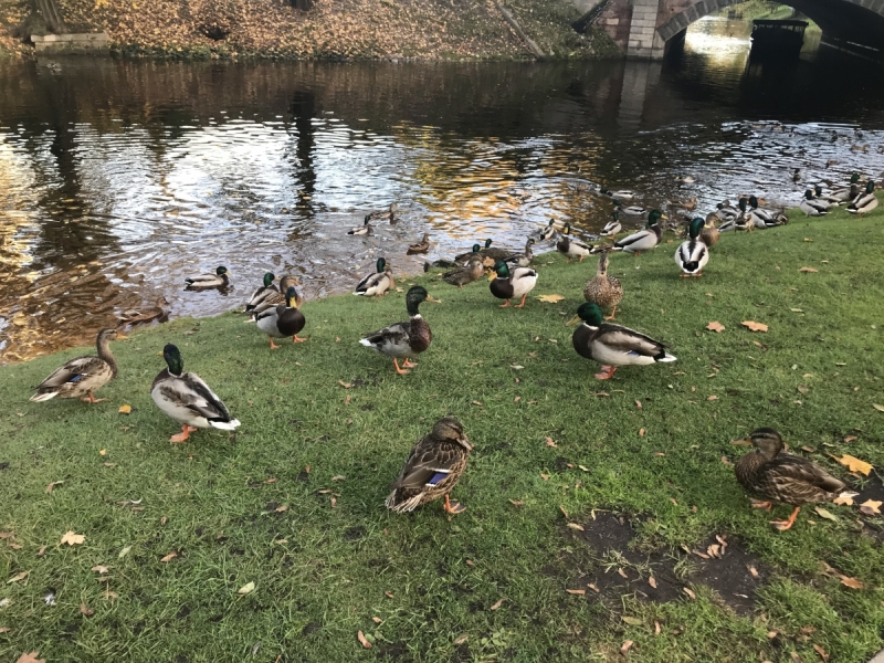 Калининград-Бирштонас-Вильнюс-Рига-Копенгаген: путешествие по южной Балтике.