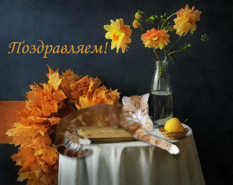 Кошки в нашей жизни. Кошки и все, что с ними связано.