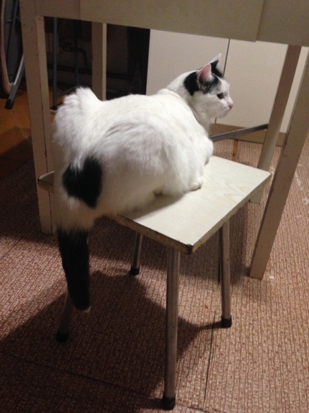 Кошки в нашей жизни. Кошки и все, что с ними связано.