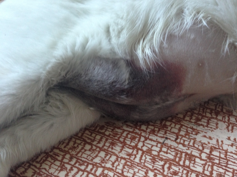 Кошки в нашей жизни. Кошки и все, что с ними связано.