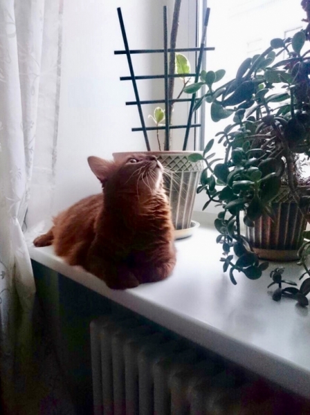 Кошки в нашей жизни. Кошки и все, что с ними связано.