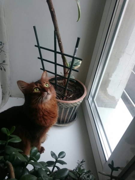 Кошки в нашей жизни. Кошки и все, что с ними связано.