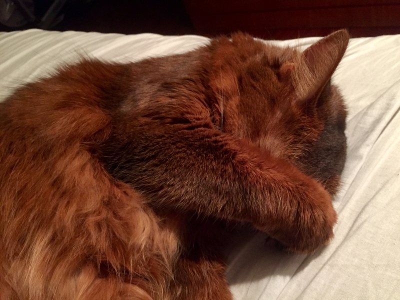 Кошки в нашей жизни. Кошки и все, что с ними связано.