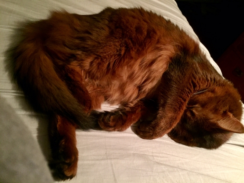 Кошки в нашей жизни. Кошки и все, что с ними связано.