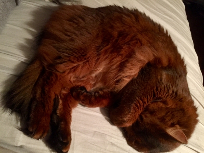 Кошки в нашей жизни. Кошки и все, что с ними связано.