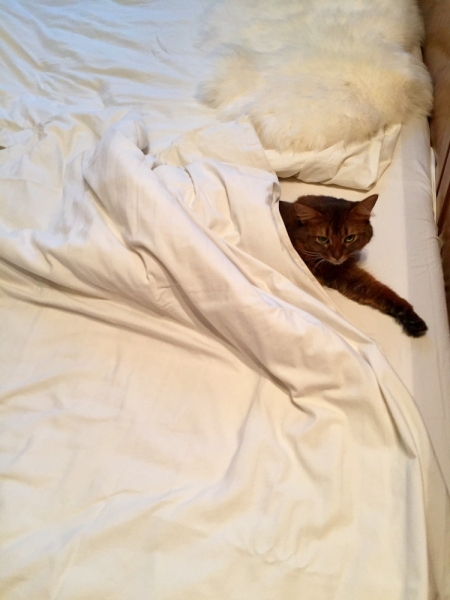 Кошки в нашей жизни. Кошки и все, что с ними связано.