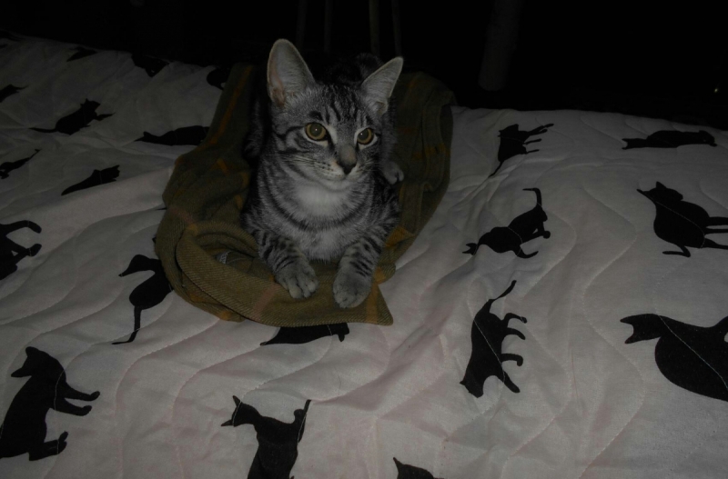 Кошки в нашей жизни. Кошки и все, что с ними связано.