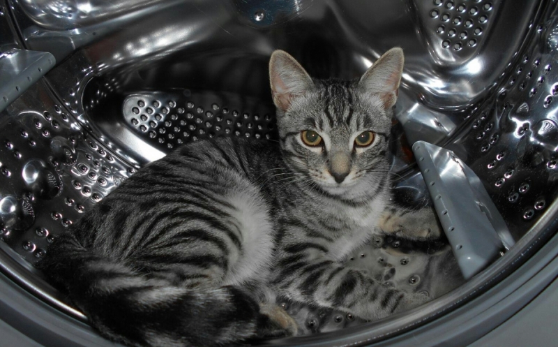 Кошки в нашей жизни. Кошки и все, что с ними связано.