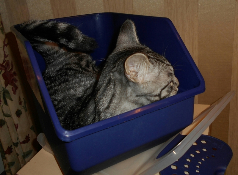 Кошки в нашей жизни. Кошки и все, что с ними связано.